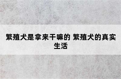 繁殖犬是拿来干嘛的 繁殖犬的真实生活